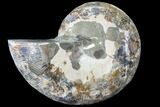 Thick Ammonite (Anapuzosia) Fossil Half #88035-1